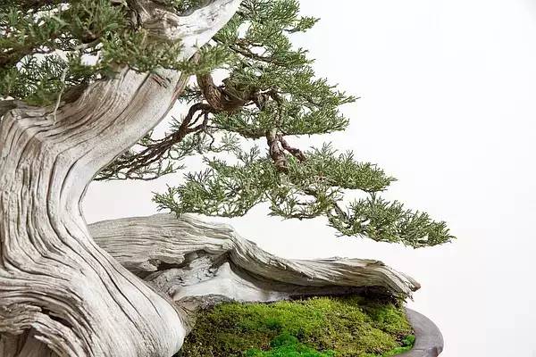 自然之美永恒魅力，草木留新探秘草木新貌