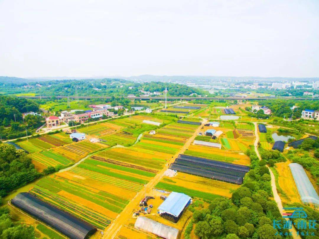 雨花区跳马镇最新消息概览，最新动态与资讯速递