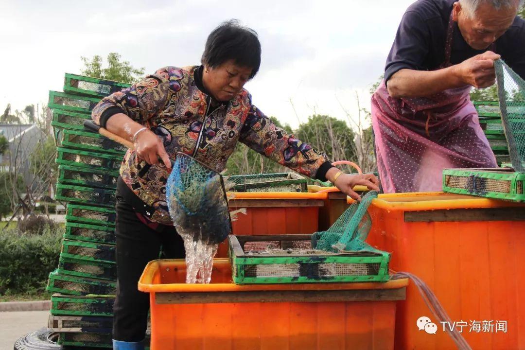 南美白对虾最新价格表,南美白对虾最新价格表——探寻虾价背后的故事