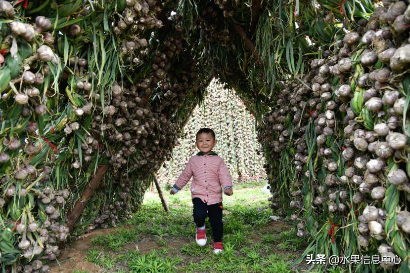 河南中牟大蒜最新价格及市场走势与影响因素分析概述