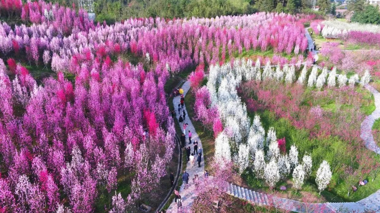 启程探索自然美景，最新一期节目带你寻找内心的桃花源