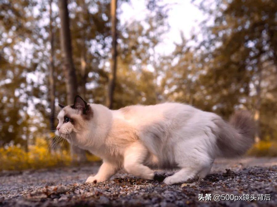 高科技产品重塑猫咪生活体验，最新网址集结猫咪精彩世界