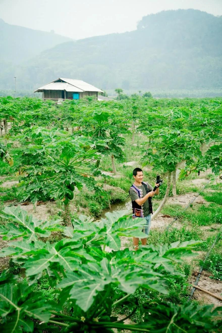 木瓜直播现象，深度探讨背后的推荐机制与影响