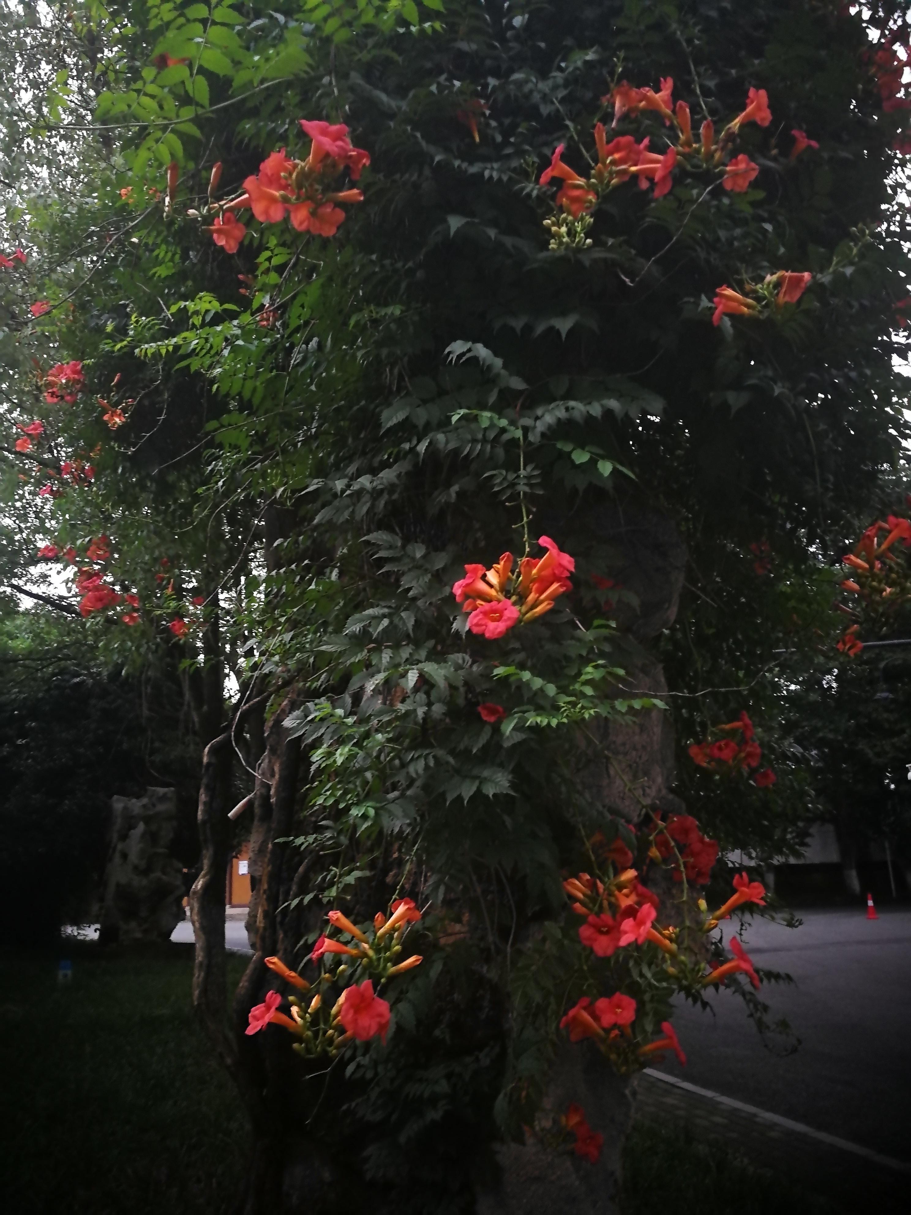 最新流行鲜花花束，爱的花语与温馨记忆缔造情感纪念时刻